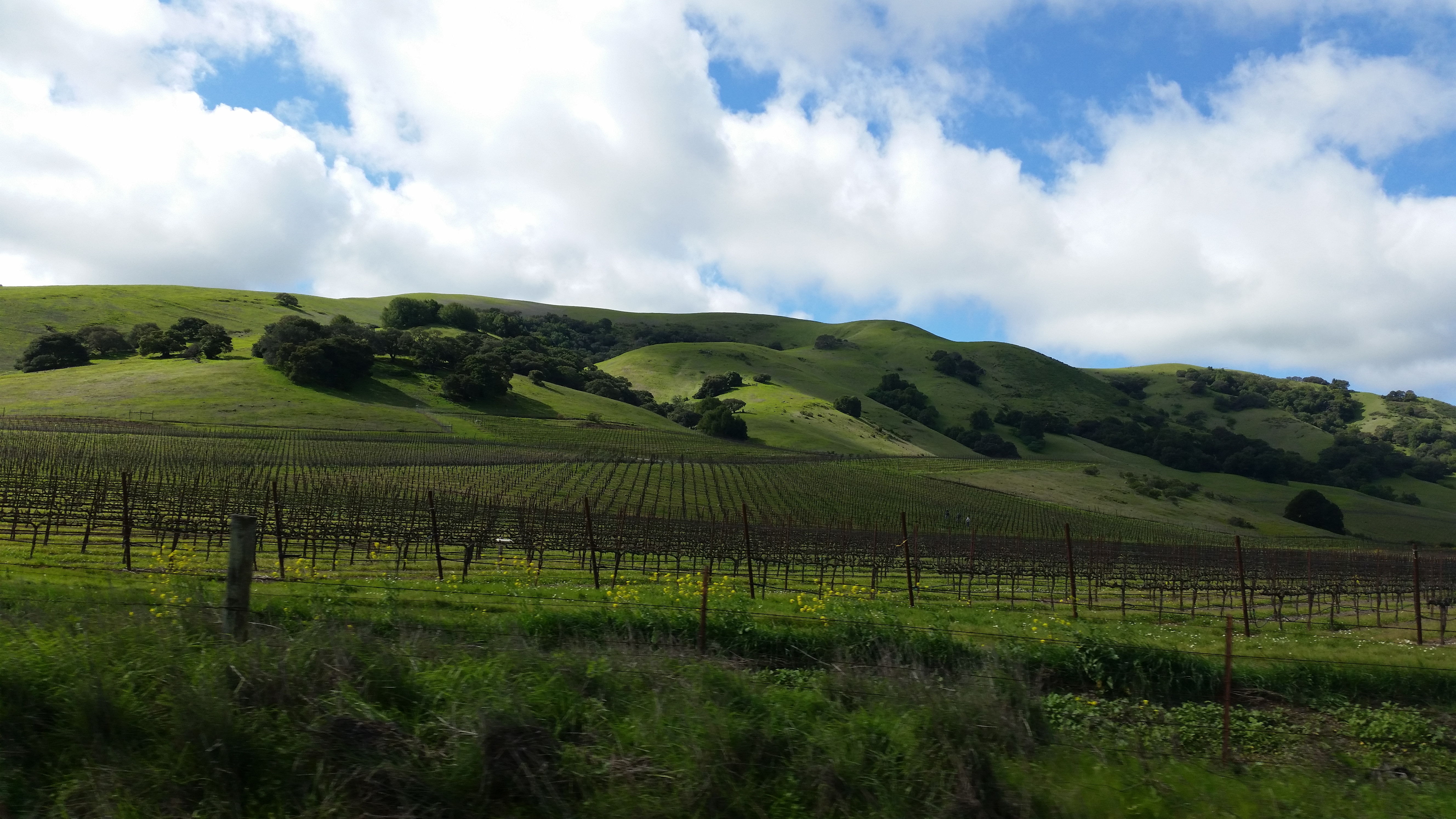 Sip and Savor Life: Life Lessons from Wine Country